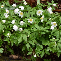 Anemone nemorosa  Photo: J. Amand